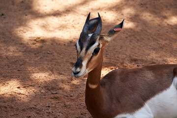 Beautiful side portrait of a young Dama gazelle lying on the ground in a zoo in Valencia, Spain