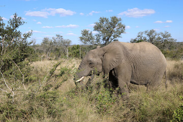 Obraz premium Afrikanischer Elefant / African elephant / Loxodonta africana
