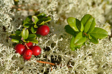 Preiselbeeren zwischen Rentiermoos in Schweden	
