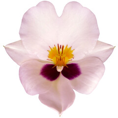Fototapeta na wymiar Light pink orchid flower on a white isolated background with clipping path. For design. Closeup. Nature.