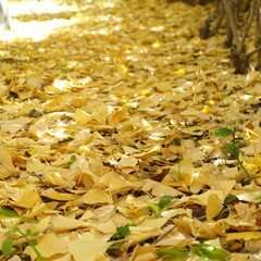 銀杏の絨毯