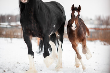A foal with a mother horse of the Shire breed gallop across a snowy field in winter