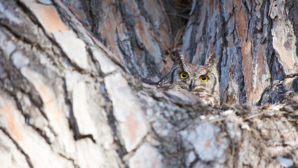 Obraz premium A Cape Eagle-owl (Bubo capensis) on her nest in the pearch of a tree