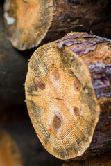 dried fish on a wooden board