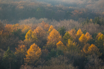 Baumwipfel des Mischwaldes im Herbst