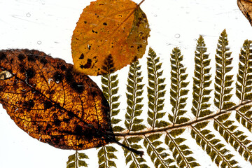 dried autumn leaves and fern leaf on white background with bubbles