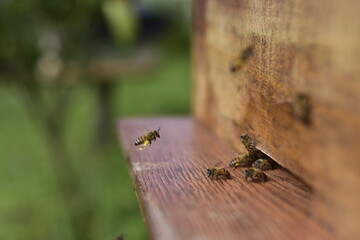 abeja con polen llegando al panal