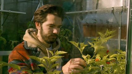 Hipster male checking on his chili plants in his green house close up