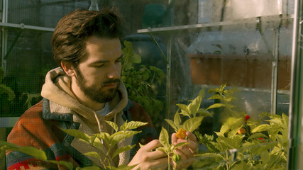 Hipster male checking on his chili plants in his green house close up