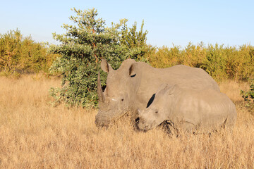Obraz premium Breitmaulnashorn / Square-lipped Rhinoceros / Ceratotherium Simum