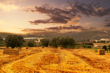 Obraz premium Straw bales in a wheat cultivation at sunset. Agriculture background with empty copy space for Editor's text.