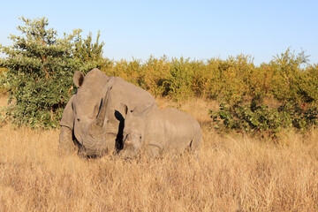 Fototapeta premium Breitmaulnashorn / Square-lipped Rhinoceros / Ceratotherium Simum