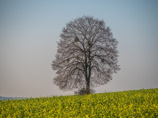 Baum mit Misteln im Spätherbst