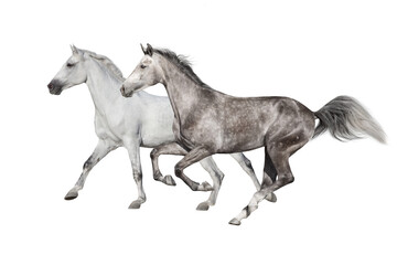 Naklejka na ściany i meble White Horses run gallop isolated on white backround