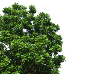 Tree top, naturally beautiful tropics, used for architecture or advertising and website design. Isolated on white background, with copy space.