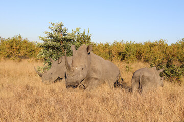 Breitmaulnashorn / Square-lipped Rhinoceros / Ceratotherium Simum