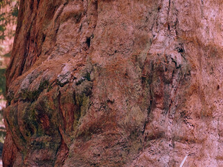 Fototapeta premium Bark of the General Sherman Tree, the largest Tree in the world, Giant Sequoia Tree, Sequoia National Park, California