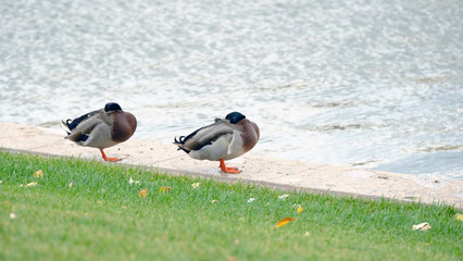 
Duck on the city pond. Background image for web design

