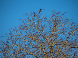 Krähen auf kahlem Baum