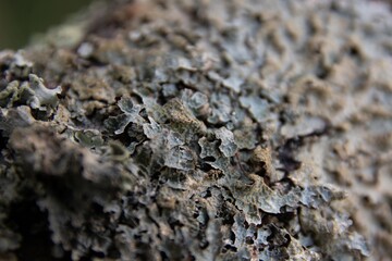 Textura Vegetación macro.