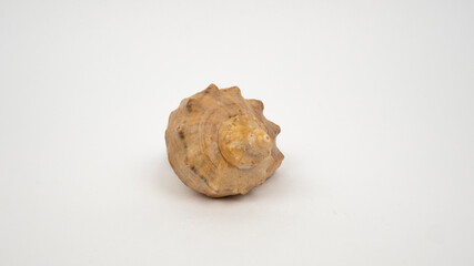 Sea shell on white background