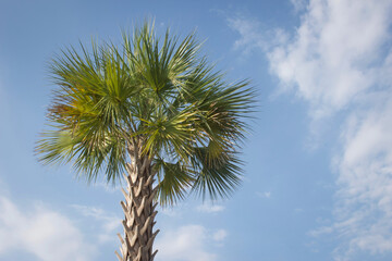 Palm Tree with Blue Sky 