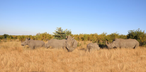 Obraz premium Breitmaulnashorn / Square-lipped Rhinoceros / Ceratotherium Simum