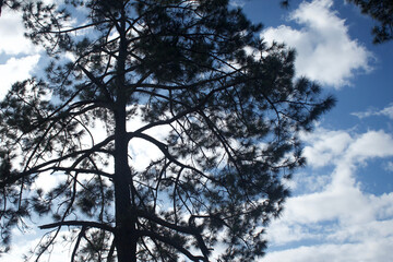 Dark tree against bright sky