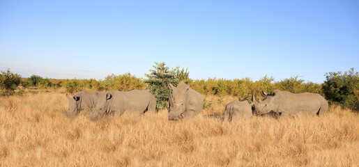 Fototapeta na wymiar Breitmaulnashorn / Square-lipped Rhinoceros / Ceratotherium Simum