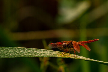 Red Dragonfly perching on a beautiful dewy green leaf
