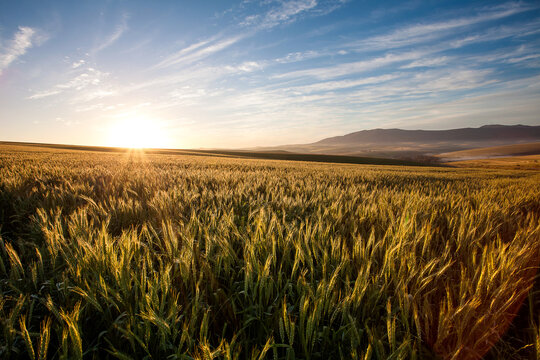 Wide Angle view of the Sunrise over the wheat fields of the overberg in South Africa © Dewald