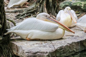 The great white pelican (Pelecanus onocrotalus) also known as the eastern white pelican, rosy pelican or white pelican is a bird in the pelican family.