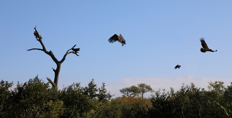 Weißrückengeier / White-backed Vulture / Gyps africanus