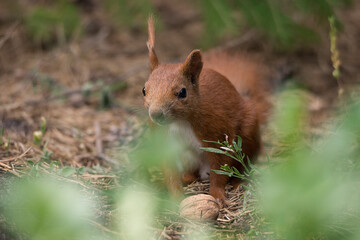 Wiewiórka pospolita (Sciurus vulgaris)