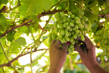 A Close Up view of womans hand cutting out the bad grapes from a bunch of export table grapes in De...