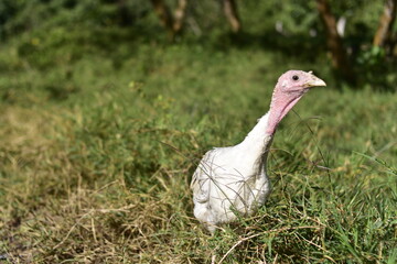 pavo joven
