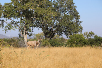 Naklejka premium Großer Kudu / Greater Kudu / Tragelaphus strepsiceros.