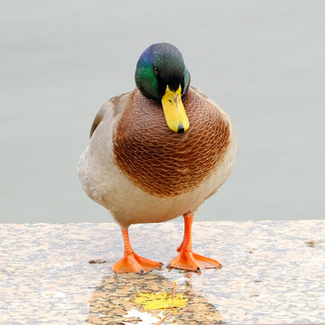 
Duck on the city pond. Background image for web design
