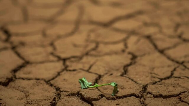 dying plant in dry soil timelapse, drought concept. climate change and global warming. environment, nature, earth. impact on agriculture. bad harvest, water scarcity, lack of fresh water resources