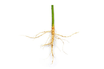 Roots of tree isolated on white background.