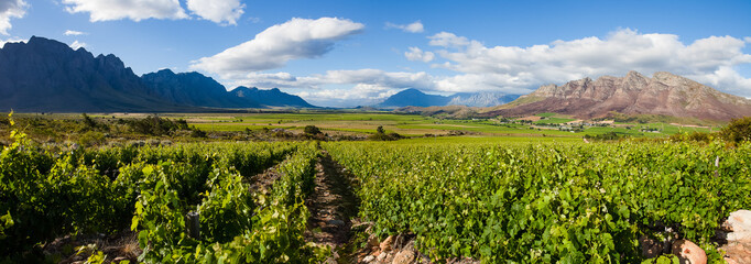 Panoramic views over the vineyards of the Slanghoek Valley in the Breede Valley in the Western Cape...