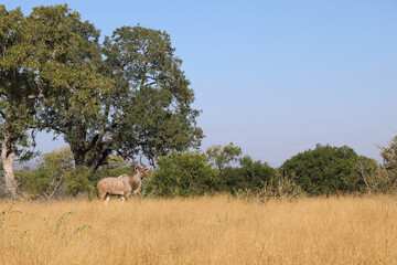 Gro&szlig;er Kudu / Greater Kudu / Tragelaphus strepsiceros.