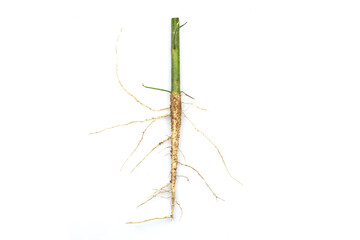 Roots of tree isolated on white background.