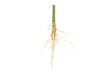Fototapeta premium Roots of tree isolated on white background.