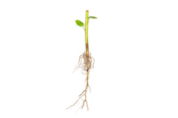 Roots of tree isolated on white background.