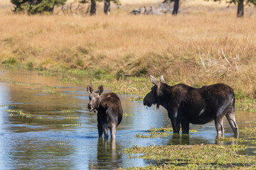 Cow and Calf Moose in Pond in Wyoming in Autumn