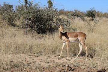 Schwarzfersenantilope / Impala / Aepyceros melampus