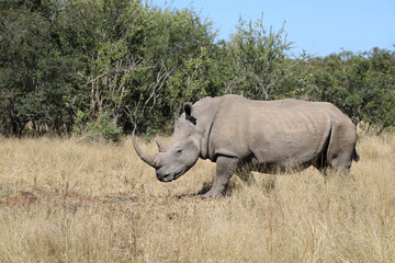 Fototapeta premium Breitmaulnashorn / Square-lipped rhinoceros / Ceratotherium Simum