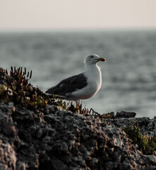 seagull over the rock