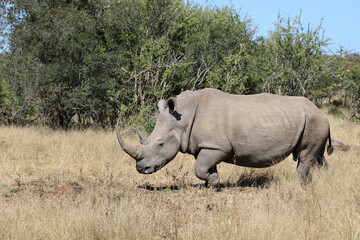 Obraz premium Breitmaulnashorn / Square-lipped rhinoceros / Ceratotherium Simum